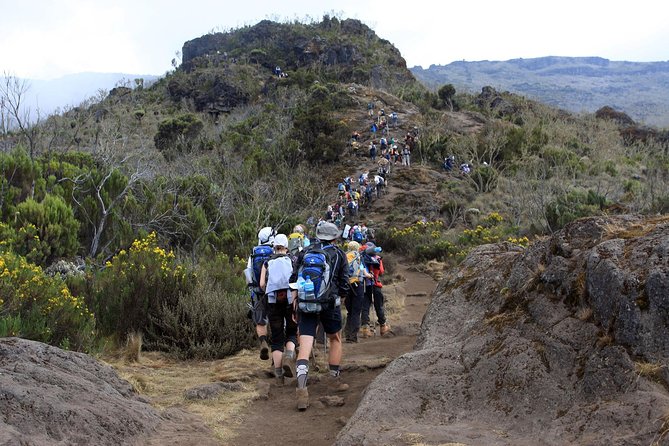 1 Day Mount Kilimanjaro Hike Trip - Trip Highlights