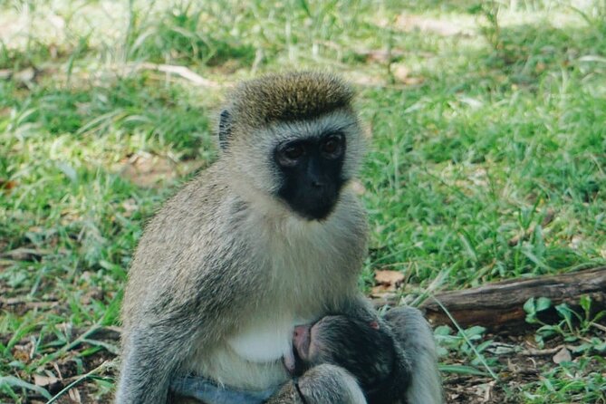 1 Day Mount Longonot Trek - Tour Inclusions and Pickup Information