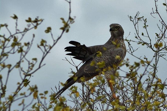 1 Day Nairobi National Park - Guided Safari Experience