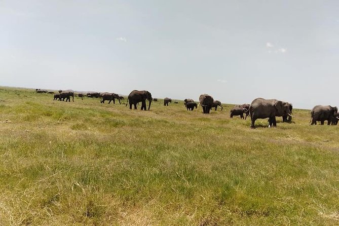 1 Day Nairobi National Park - Sustainable Tourism Initiatives