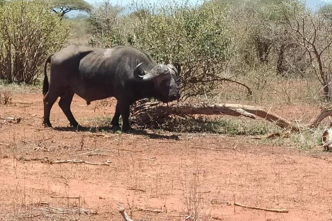 1 Day Nairobi National Park - Frequently Asked Questions