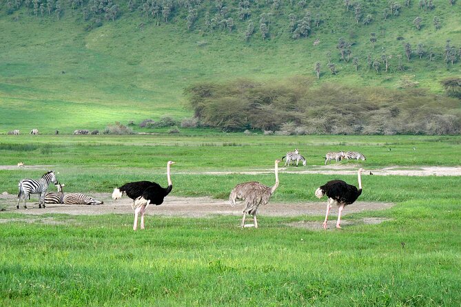 1-Day Ngorongoro Crater Group Safari - Inclusions