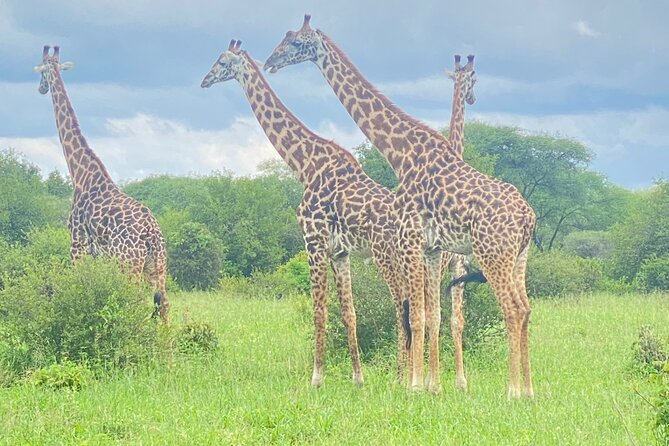 1-Day Ngorongoro Crater Group Safari - Cancellation Policy