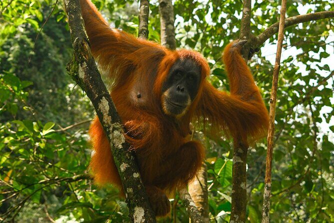 1 Day Orangutan Jungle Trek in Sumatra - Good To Know