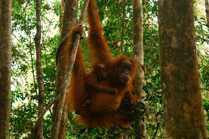 1 Day Orangutan Jungle Trek in Sumatra - The Experience in Detail