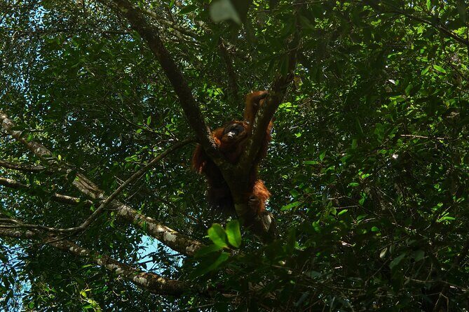 1 Day Orangutan Jungle Trek in Sumatra - Final Thoughts