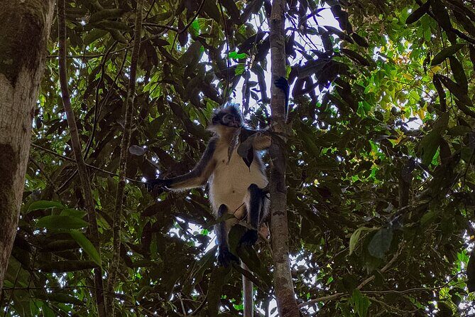 1 Day Orangutan Jungle Trek in Sumatra - FAQ