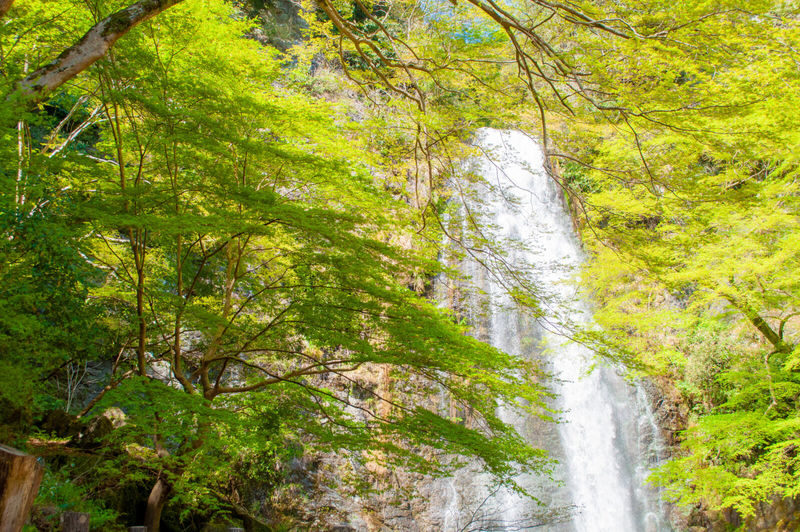 1-Day Osaka Tour: Discover Daruma Magic and the Beautiful Minoh Fall - What the price buys you