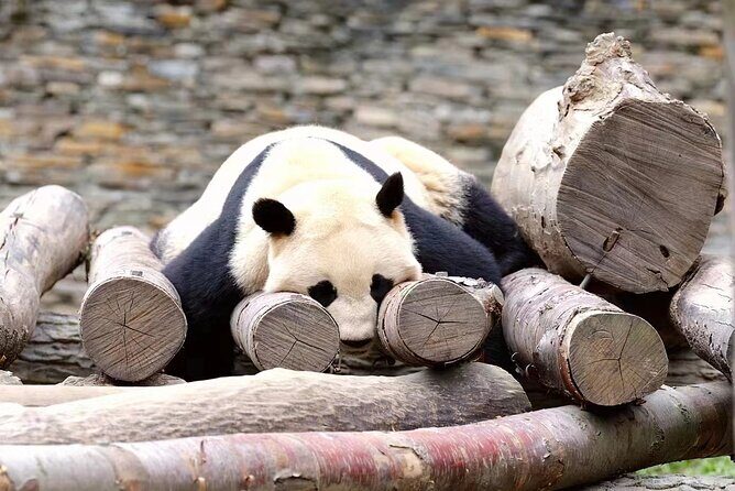 1-Day Panda Base and Mount Qingcheng Private tour from Chengdu - Intro