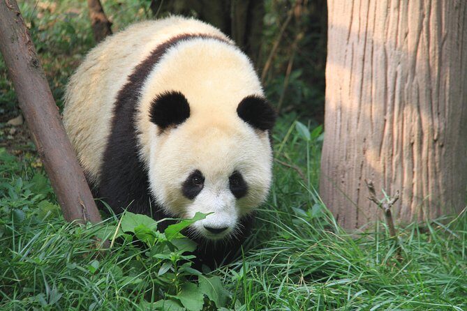 1-Day Panda Base and Mount Qingcheng Private tour from Chengdu - Good To Know