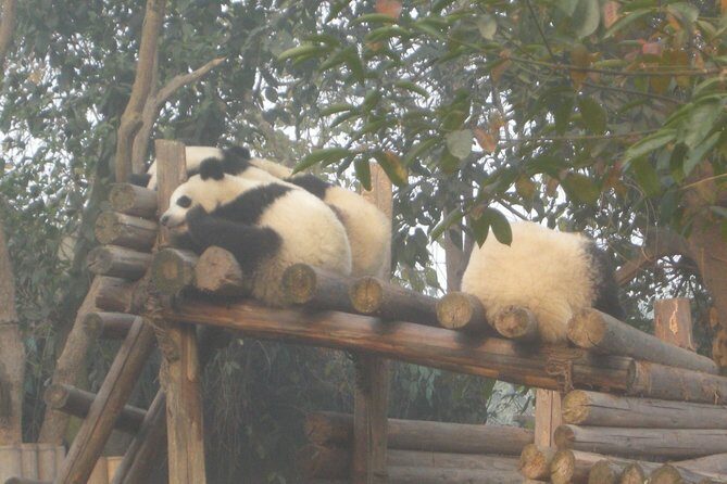 1-Day Panda Base and Mount Qingcheng Private tour from Chengdu - Mount Qingcheng: Scenic and Cultural Highlights