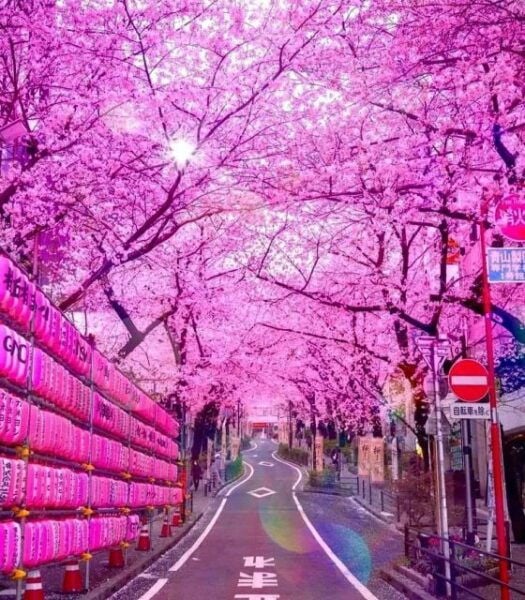 1 Day Private Charter Tokyo Sightseeing Tour With Guide - Common Questions