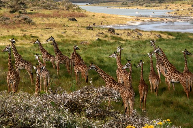 1 Day Private Safari in Arusha National Park. - Safari Package Exclusions
