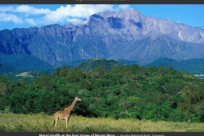 1 Day Private Safari in Arusha National Park. - Cancellation Policy