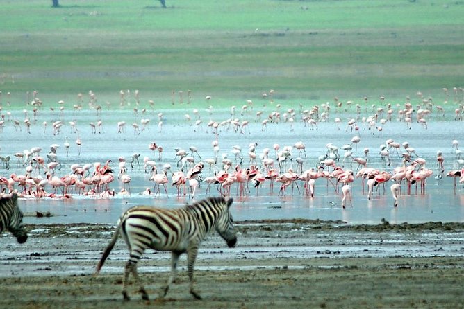1 Day Private Safari in Lake Manyara National Park - Additional Details