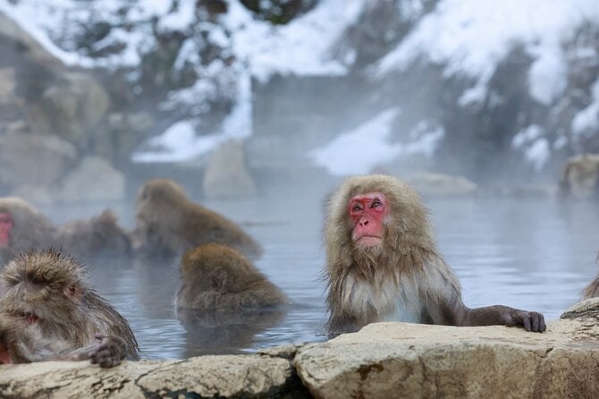 1-Day Private Snow Monkey ZenkoJi Temple & SakeTasting NaganoTour - Itinerary