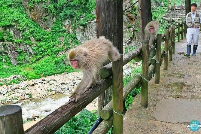 1-Day Private Snow Monkey ZenkoJi Temple & SakeTasting NaganoTour - Sake Tasting Experience