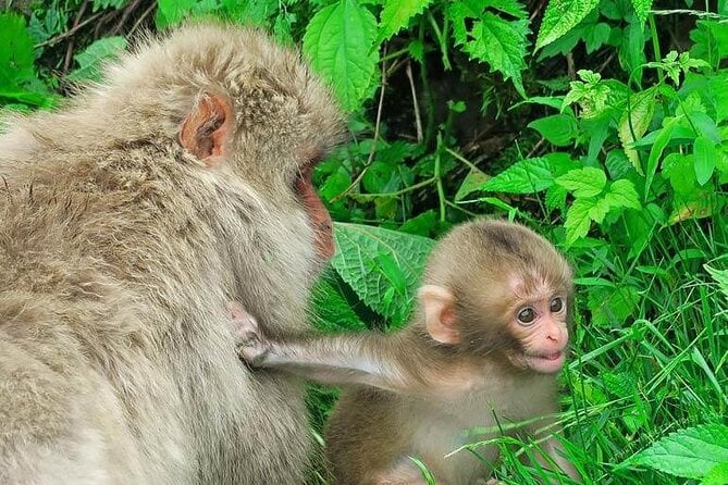 1-Day Private Snow Monkey ZenkoJi Temple & SakeTasting NaganoTour - Booking and Cancellation Policy