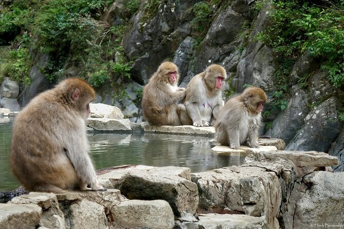 1-Day Private Snow Monkey ZenkoJi Temple & SakeTasting NaganoTour - The Sum Up