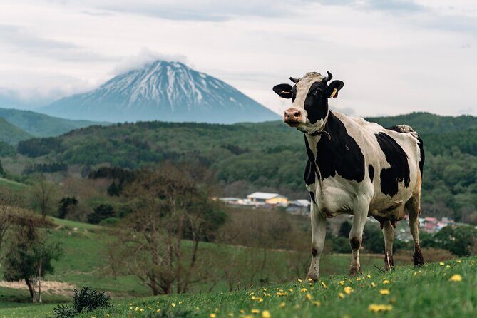 1-Day Private Tour from Chitose/Sapporo to Wherever you wanna go! - Who Should Book This Tour?