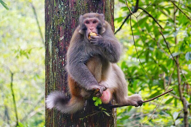 1-Day Private Tour to Tianmen Mountain & Furong Town Night Light - Transition to Furong Town: A Nighttime Transformation