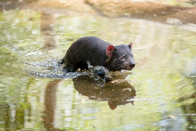 1 Day Puffing Billy Steam Train and Wildlife Tour From Melbourne - Reviews and Ratings