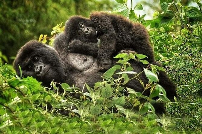 1 Day Rwanda Gorilla Trekking Tour In The Volcanoes National Park - Cancellation Policy