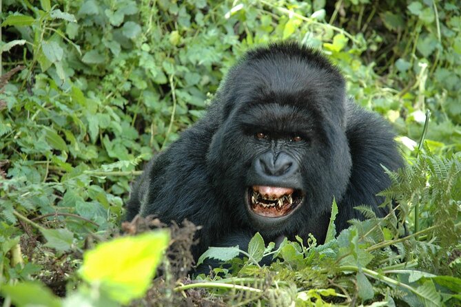 1 Day Rwanda Gorilla Trekking Tour In The Volcanoes National Park - Reviews