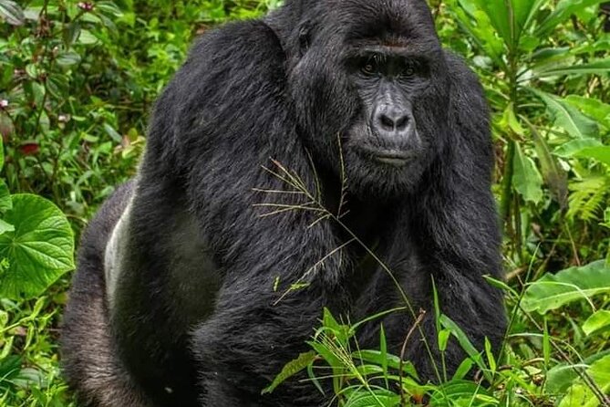 1 Day Rwanda Gorilla Trekking Tour In The Volcanoes National Park - Frequently Asked Questions