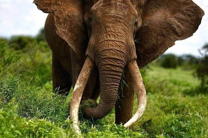 1 Day Safari to Amboseli National Park. - Good To Know