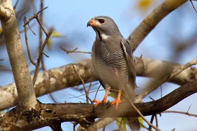 1 Day Safari to Amboseli National Park. - Meeting and Pickup