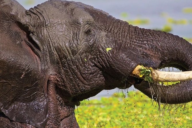 1 Day Safari to Amboseli National Park. - Additional Information