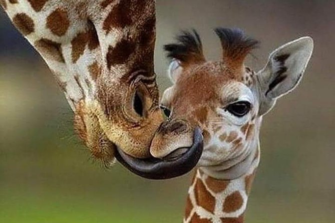 1 Day Safari to Amboseli National Park. - Customer Review