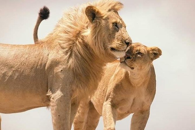 1 Day Safari to Amboseli National Park. - Wildlife Observation