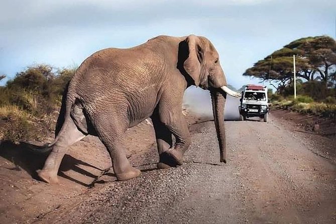 1 Day Safari to Amboseli National Park. - Panoramic Game Drive