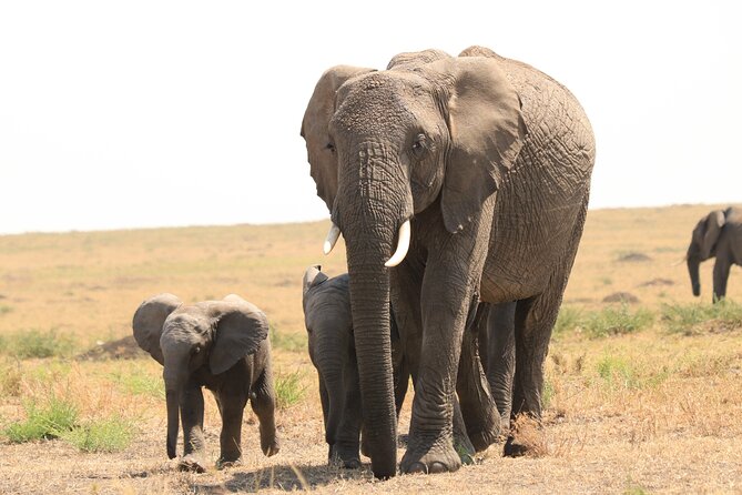 1-Day Safari-Trip to Tarangire National Park - Cancellation Policy