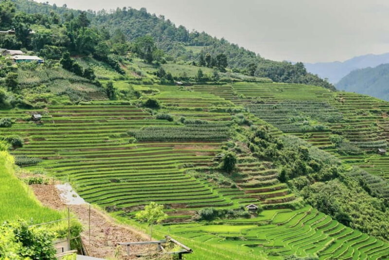 1-Day Sapa Long Trek - Rice Field Terrace, Ethnic Culture - The Verdict: Who Will Love This Tour?