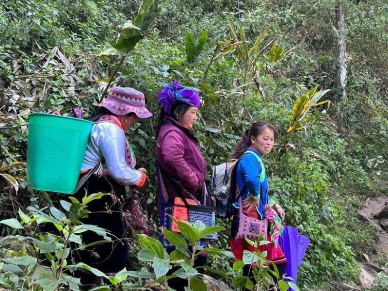1 Day Sapa Trek&Home-cooked Lunch HmongSisterHouse&Trekking - The Practicalities You Need to Know