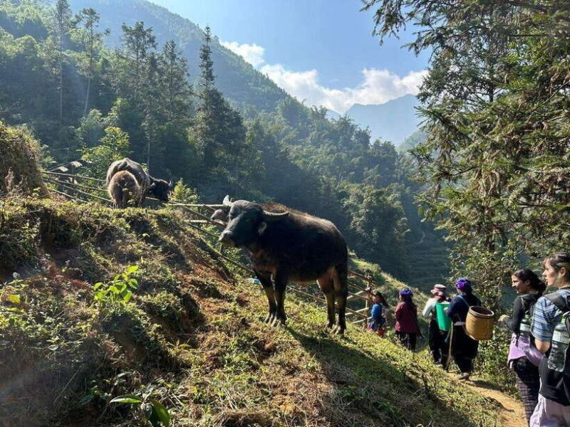 1 Day Sapa Trek&Home-cooked Lunch HmongSisterHouse&Trekking - FAQ