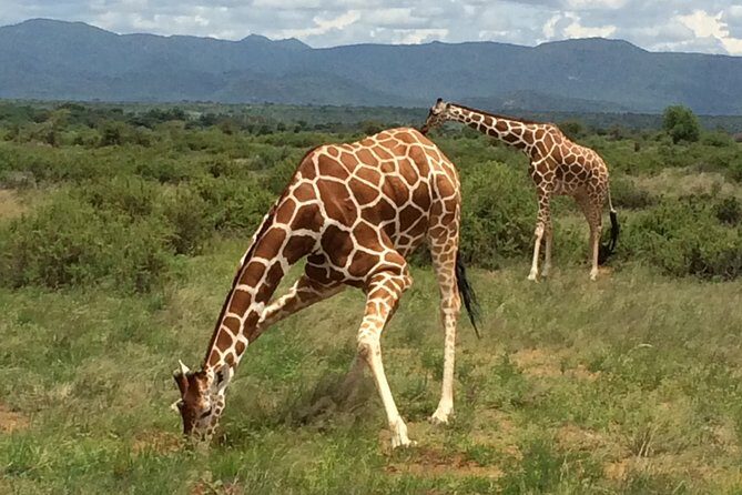 1 Day Shimba Hills starting from Diani Beach. - Good To Know