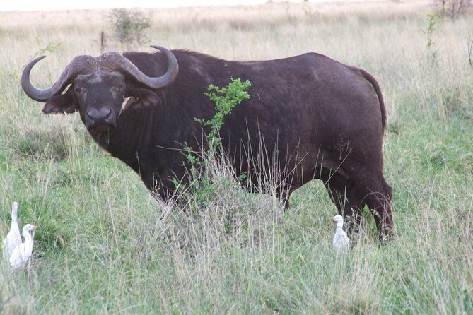 1 Day Shimba Hills starting from Diani Beach. - The Overall Value and Experience