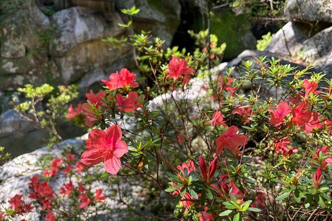 1 Day Shiratani Unsuikyo Adventure - Exploring the Shiratani Unsuikyo Adventure in Detail