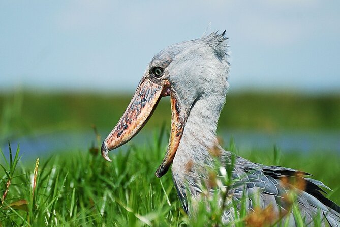 1 Day Shoebill Stork and Birding Experience - Good To Know