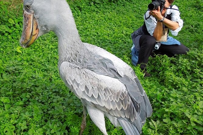 1 Day Shoebill Stork and Birding Experience - Inclusions and Exclusions