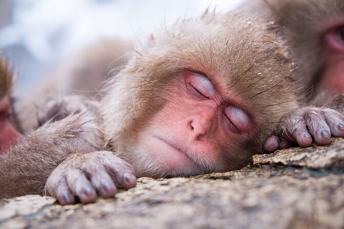 1-Day Snow Monkeys, Zenko-ji Temple & Sake in Nagano Tour - Exploring Zenko-ji Temple: A Sacred Journey