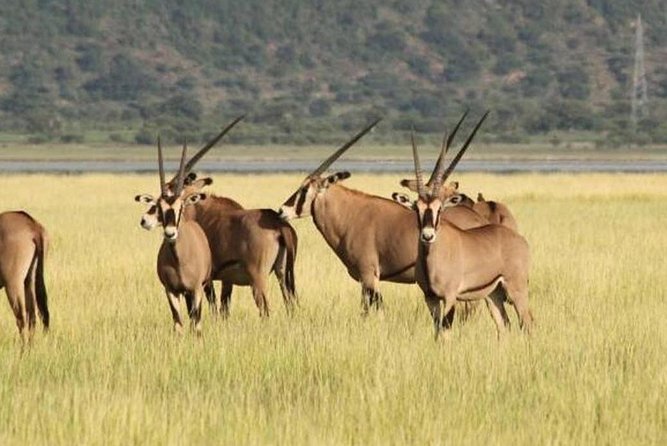 1 Day: Taste of Wildlife to Ngorongoro Crater - Itinerary Highlights