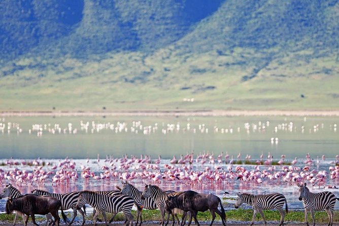 1 Day: Taste of Wildlife to Ngorongoro Crater - Booking and Cancellation Policy