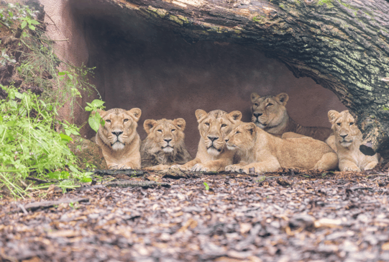 1-day ticket for Schwerin Zoo - Good To Know