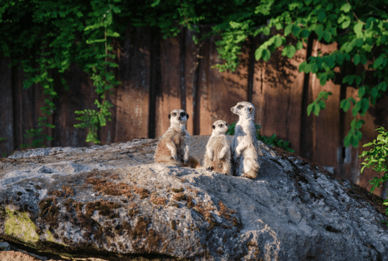 1-day ticket for Schwerin Zoo - What Makes Schwerin Zoo Stand Out?