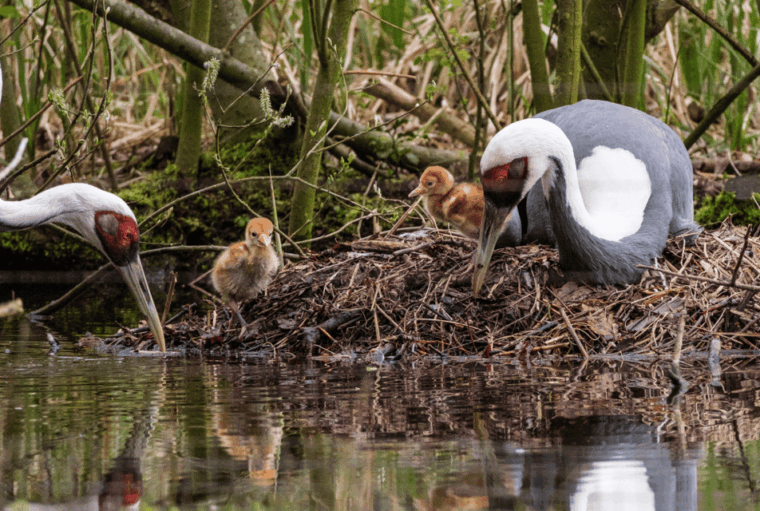 1-day ticket for Schwerin Zoo - The Experience of Seeing Endangered Species